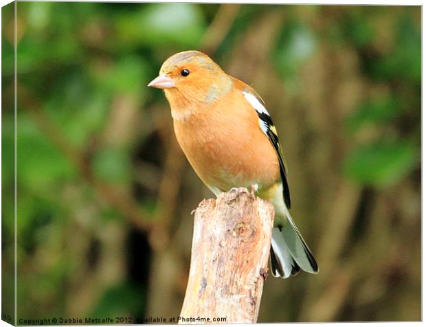 Chaffinch on look out Canvas Print by Debbie Metcalfe
