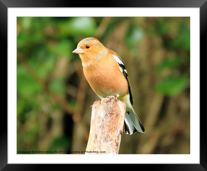 Chaffinch on look out Framed Mounted Print by Debbie Metcalfe