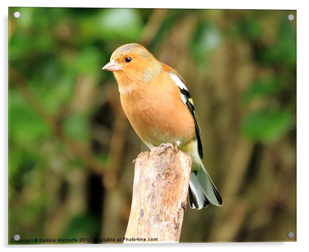Chaffinch on look out Acrylic by Debbie Metcalfe