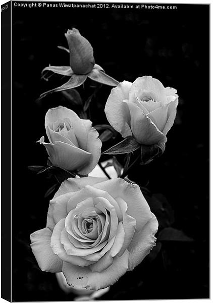 Black and white rose Canvas Print by Panas Wiwatpanachat
