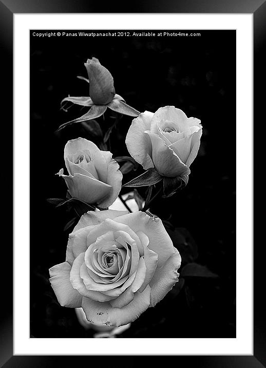 Black and white rose Framed Mounted Print by Panas Wiwatpanachat