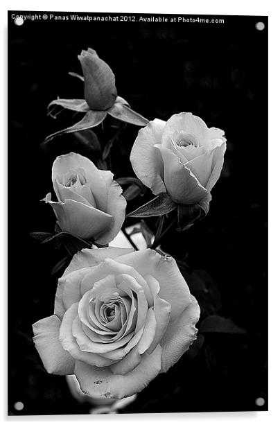 Black and white rose Acrylic by Panas Wiwatpanachat
