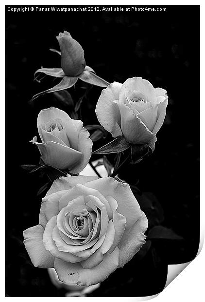 Black and white rose Print by Panas Wiwatpanachat