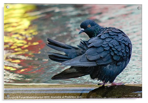 Dancing Pigeon Acrylic by Panas Wiwatpanachat