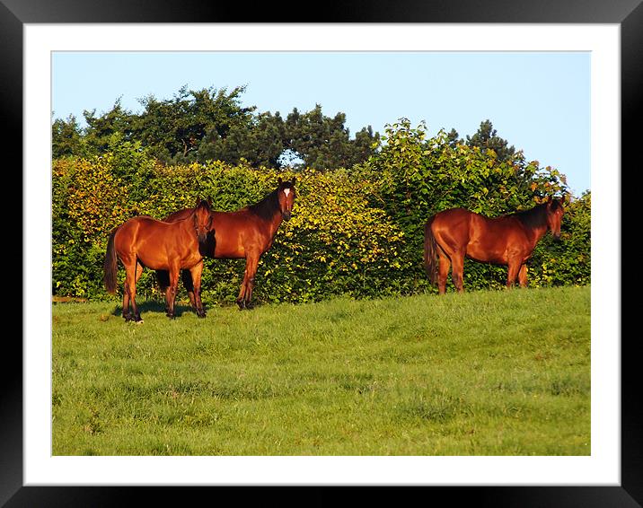 3 horses Framed Mounted Print by danny smith