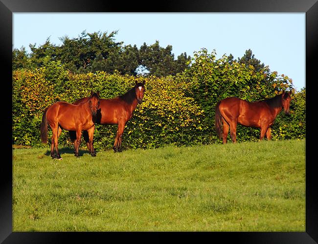 3 horses Framed Print by danny smith