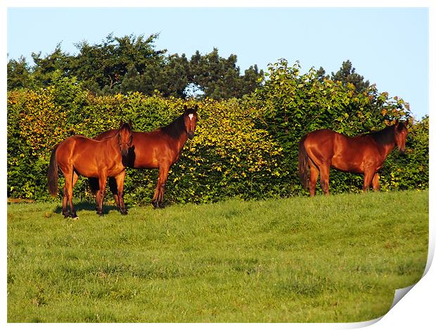 3 horses Print by danny smith