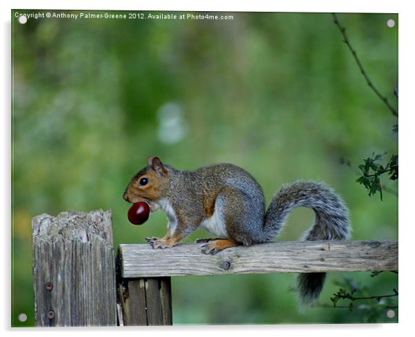Squirrel Acrylic by Anthony Palmer-Greene
