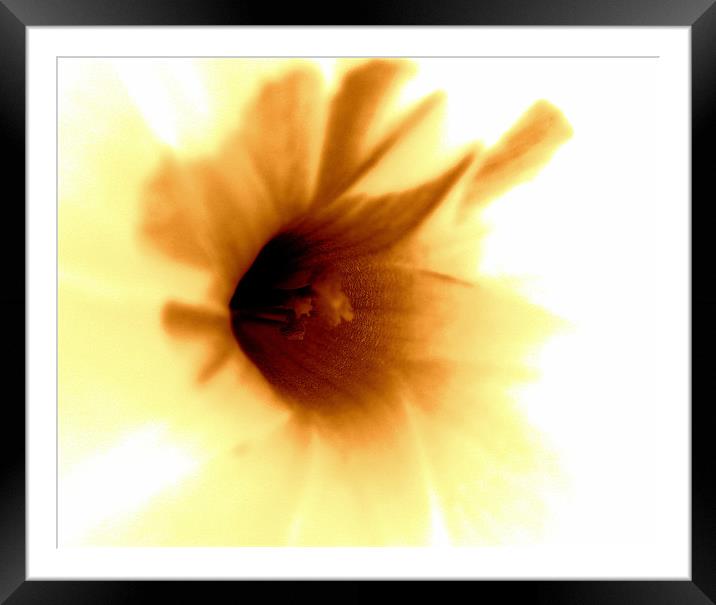 flower abstract Framed Mounted Print by anurag gupta