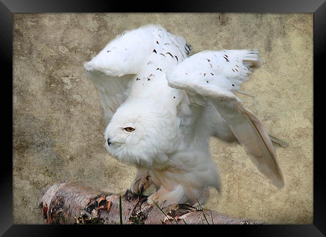 Snowy Owl ready for flight Framed Print by Linda More