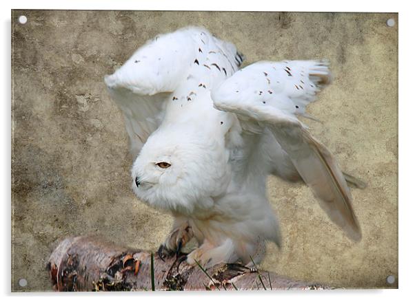 Snowy Owl ready for flight Acrylic by Linda More
