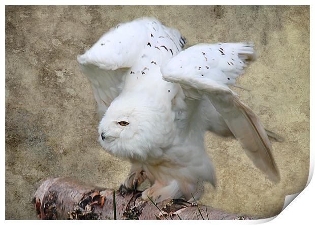 Snowy Owl ready for flight Print by Linda More