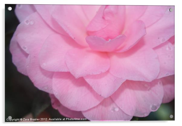 Pink rose Acrylic by Zara Brazier