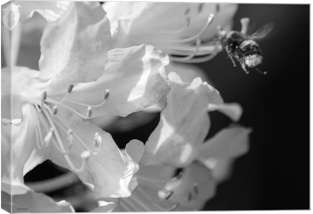 Flower and the bee Canvas Print by jason purnell
