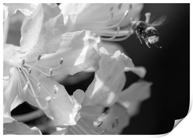 Flower and the bee Print by jason purnell