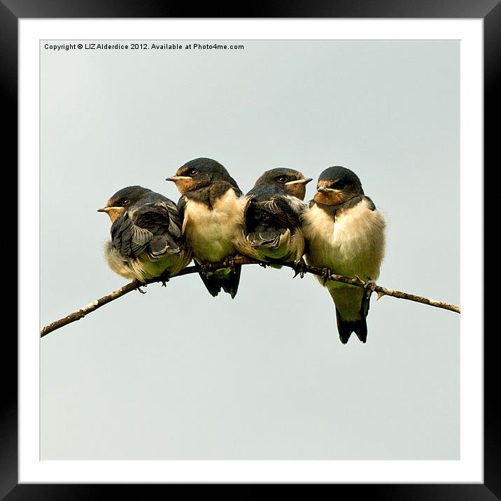 Swallow Fledglings 2 Framed Mounted Print by LIZ Alderdice