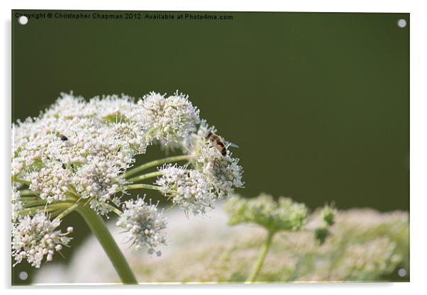 Hoverfly Lunch Acrylic by Christopher Chapman