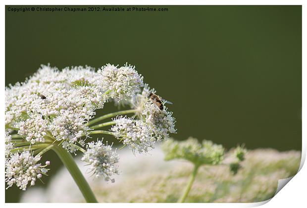 Hoverfly Lunch Print by Christopher Chapman