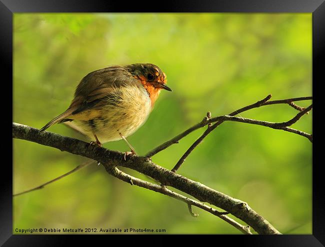 Robin Red Breast, Erithacus rubecula Framed Print by Debbie Metcalfe