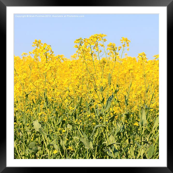 Cotswolds Spring Yellow Rapeseed Field Framed Mounted Print by Mark Purches