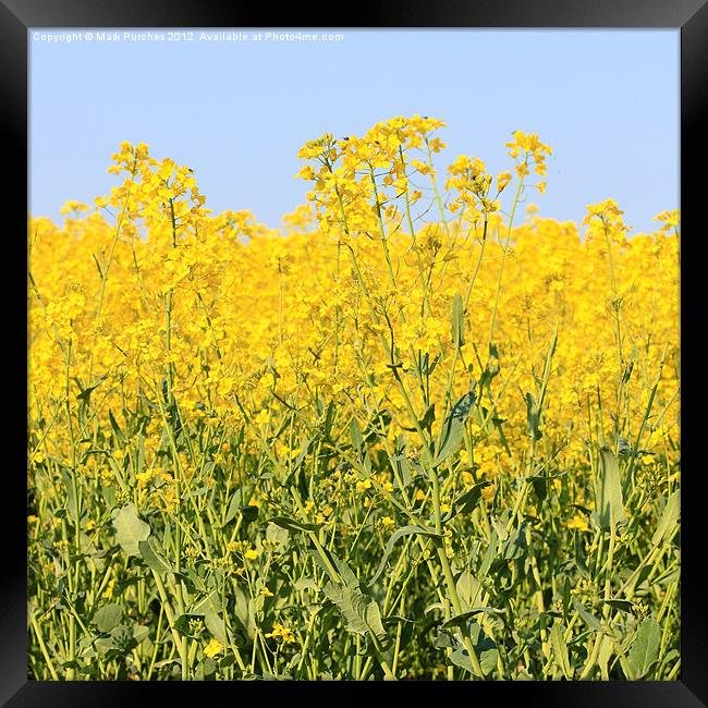 Cotswolds Spring Yellow Rapeseed Field Framed Print by Mark Purches