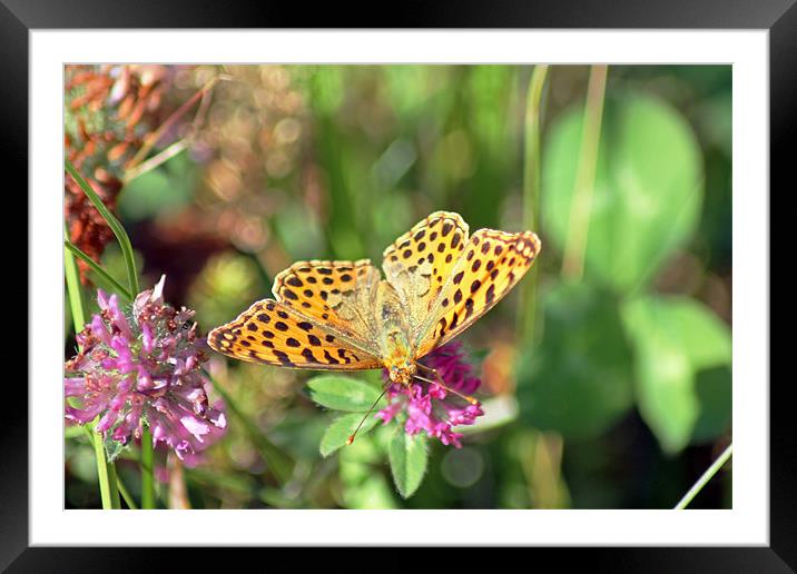 Yellow Spotted Butterfly Framed Mounted Print by Tony Murtagh