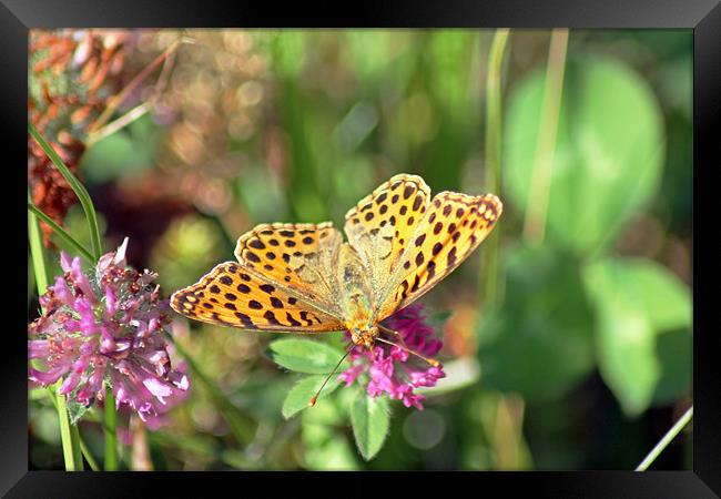 Yellow Spotted Butterfly Framed Print by Tony Murtagh