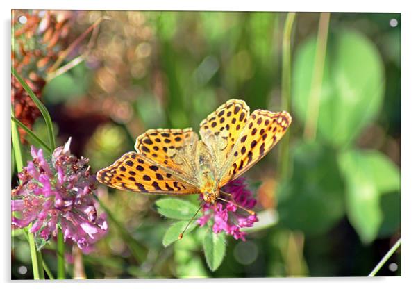 Yellow Spotted Butterfly Acrylic by Tony Murtagh