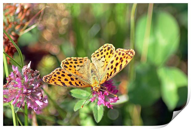 Yellow Spotted Butterfly Print by Tony Murtagh