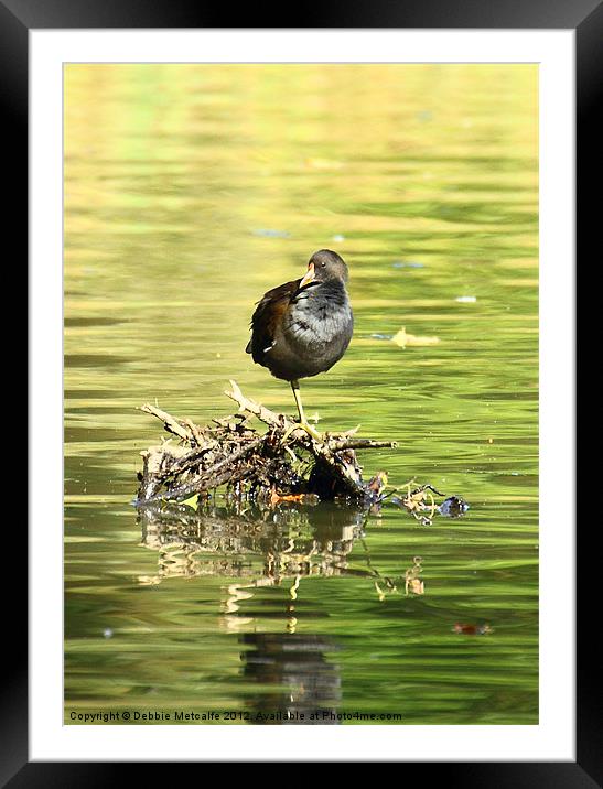 Balancing Act Framed Mounted Print by Debbie Metcalfe