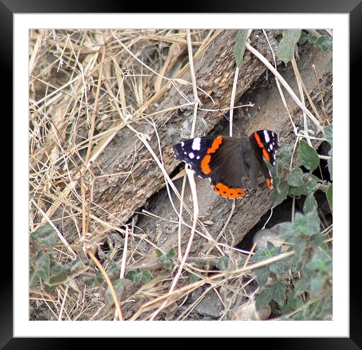 Postman Butterfly Framed Mounted Print by Tony Murtagh