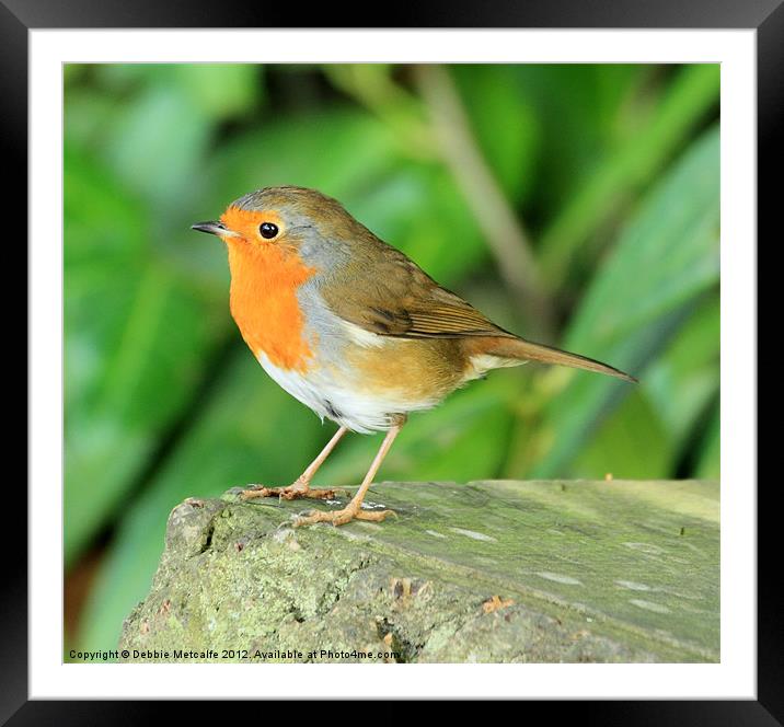 Bright eyed Robin Framed Mounted Print by Debbie Metcalfe