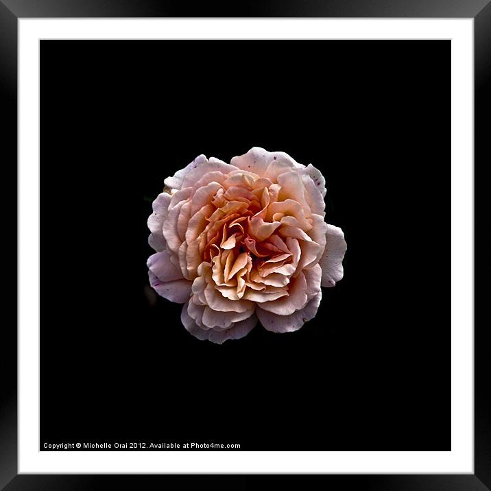 Perfect English Rose Framed Mounted Print by Michelle Orai