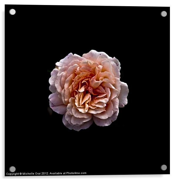 Perfect English Rose Acrylic by Michelle Orai