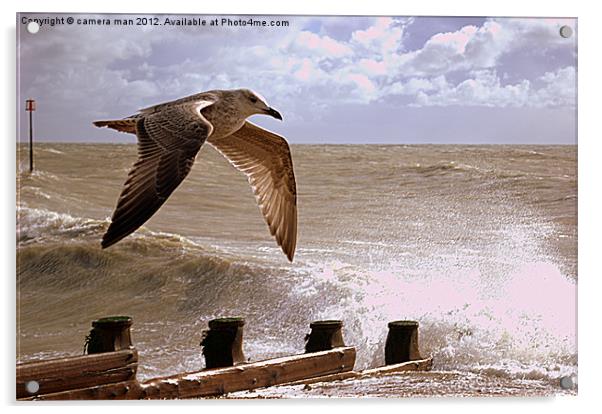 Wings Acrylic by camera man