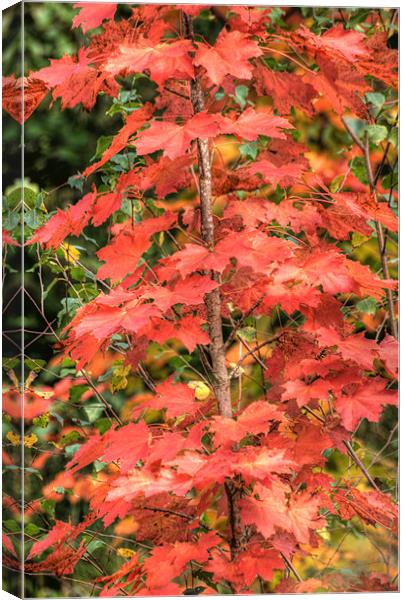 Autumn Acer Canvas Print by Steve Purnell