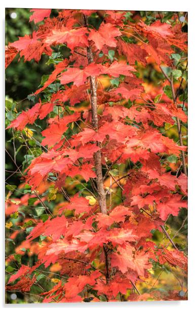 Autumn Acer Acrylic by Steve Purnell