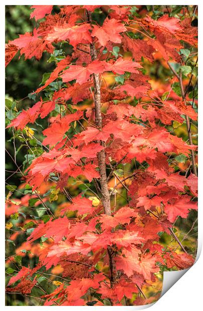 Autumn Acer Print by Steve Purnell