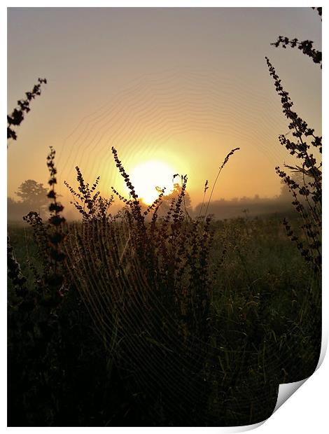 SPIDERS WEB IN THE SUNRISE Print by mark graham