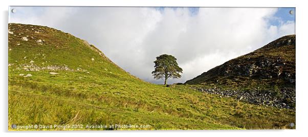 Sycamore Gap II Acrylic by David Pringle