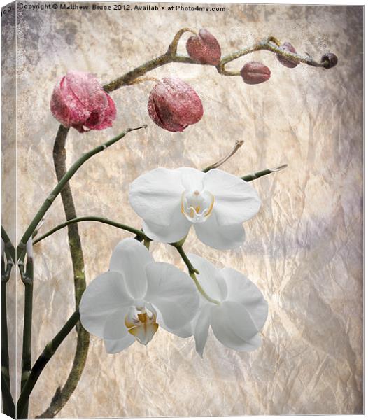 Phalaenopsis - Common or Garden Orchid Canvas Print by Matthew Bruce