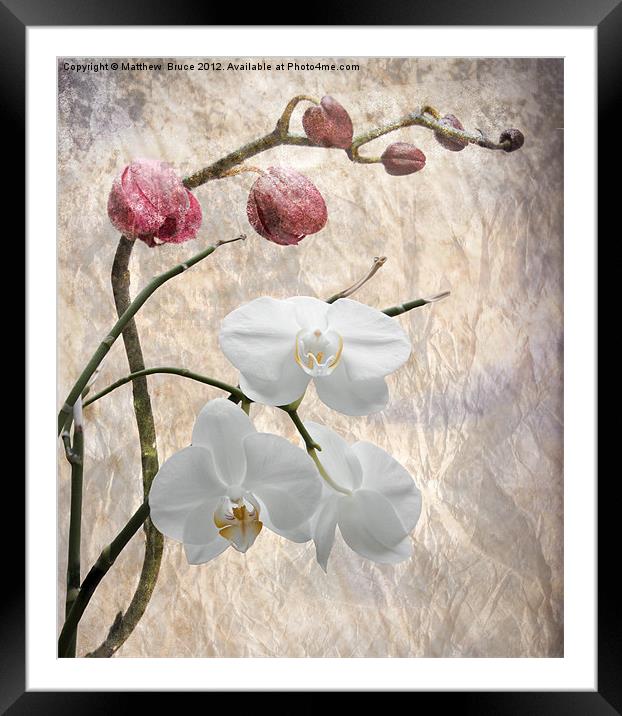 Phalaenopsis - Common or Garden Orchid Framed Mounted Print by Matthew Bruce