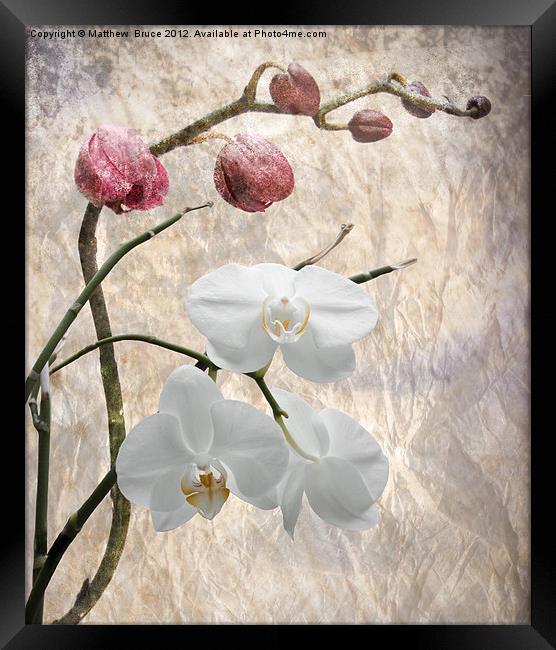 Phalaenopsis - Common or Garden Orchid Framed Print by Matthew Bruce