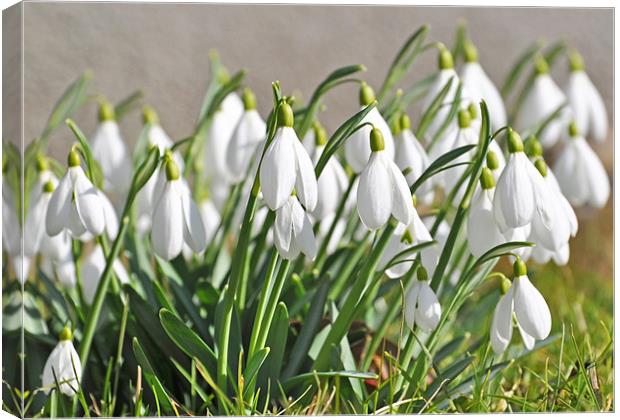 Snowdrops in Springtime England Canvas Print by Diana Mower