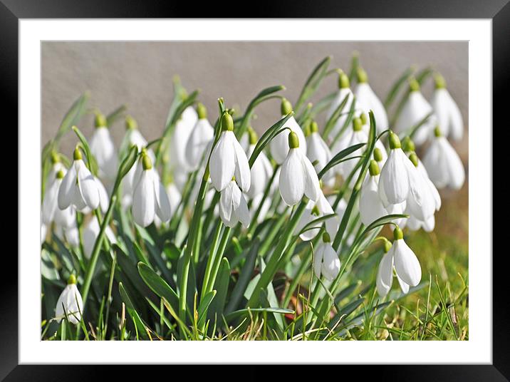  Snowdrops in Springtime England Framed Mounted Print by Diana Mower