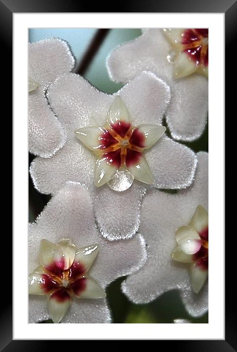 Flower Nectar  Framed Mounted Print by Lisa Shotton