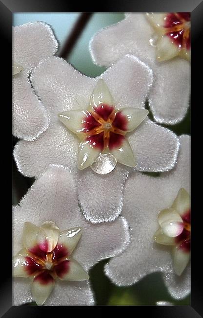 Flower Nectar  Framed Print by Lisa Shotton