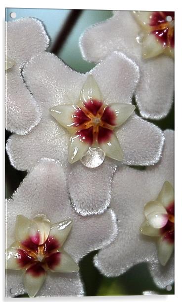 Flower Nectar  Acrylic by Lisa Shotton