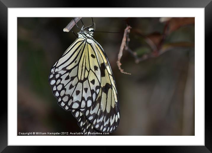 Butterfly at Butterfly world wotton isle of wight Framed Mounted Print by William Kempster