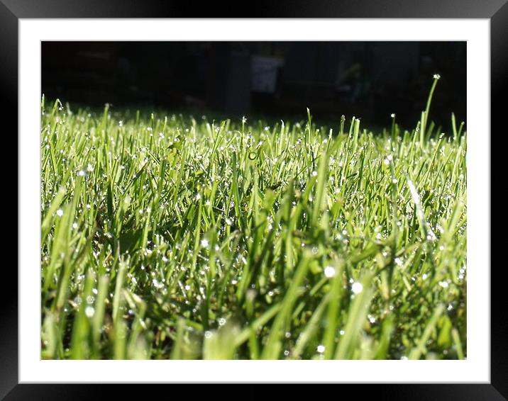 Dew covered grass Framed Mounted Print by claire beevis